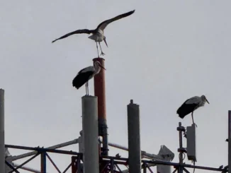 Cuneo: tre cicogne sostano sul traliccio telefonico in via Massimo D’Azeglio in Cuneo
