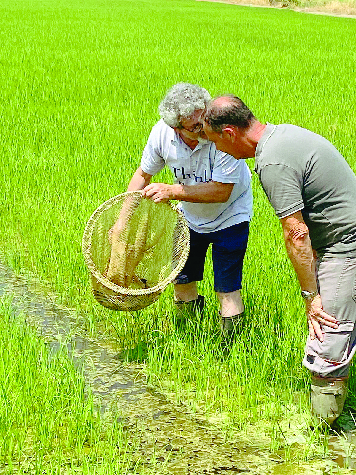 LA STORIA Le tinche di Ceresole incontrano il riso Gigante Vercelli 2