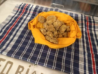 I tartufi? Pochi ma buoni, da 450 euro l'etto 1