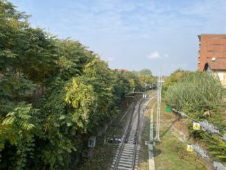 Bolla: «Serve una task force comunale contro l'ailanto»