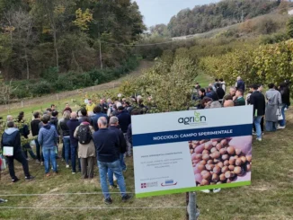 Futuro del nocciolo: 150 partecipanti al centro sperimentale Agrion di Cravanzana 1