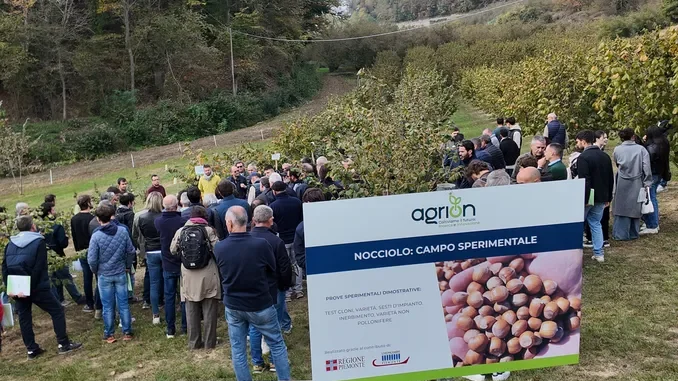 Futuro del nocciolo: 150 partecipanti al centro sperimentale Agrion di Cravanzana 1