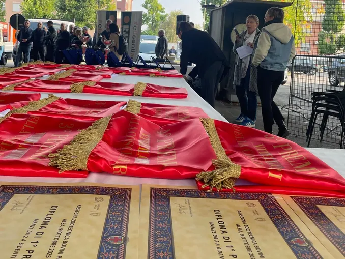 È già fiera ad Alba: oggi la rassegna dei bovini piemontesi