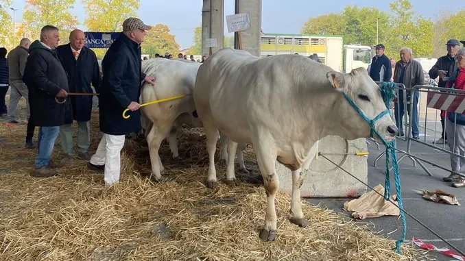 Rassegna dei bovini piemontesi