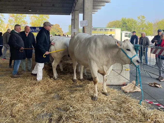 È già fiera ad Alba: oggi la rassegna dei bovini piemontesi 1