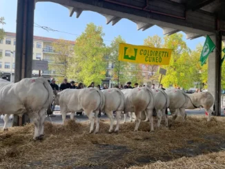 È già fiera ad Alba: oggi la rassegna dei bovini piemontesi 2