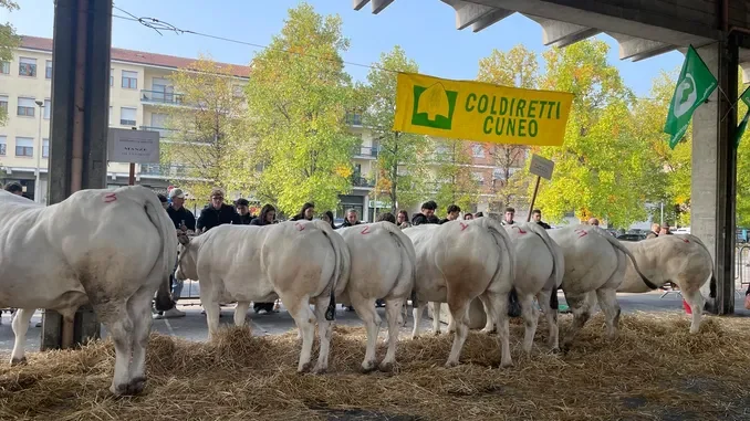 alba_rassegna_bovina_2025-3 È già fiera ad Alba: oggi la rassegna dei bovini piemontesi 2