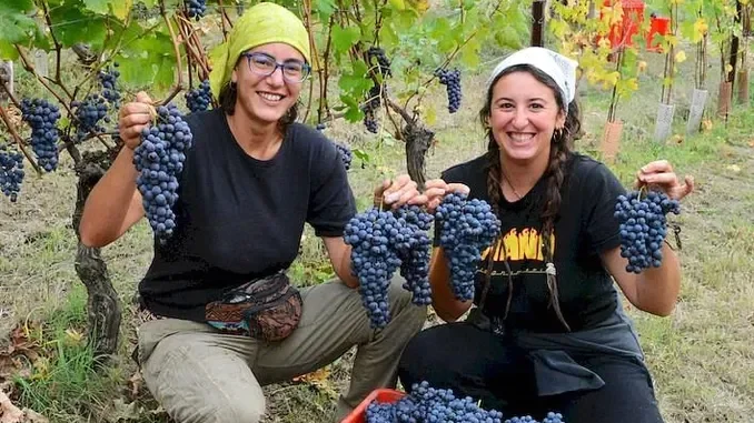Un primo bilancio per la vendemmia in Italia: +8% rispetto al 2024