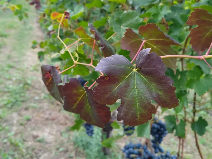 Agricoltura / Gli insetti nei vigneti: una stagione “vivace” 3