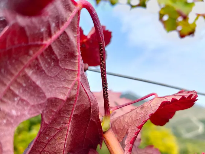 Agricoltura / Gli insetti nei vigneti: una stagione “vivace”