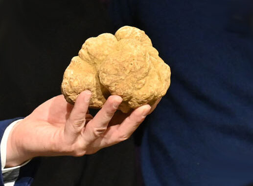 Tartufi, il Piemonte pianifica la tutela con il progetto “Tuber Next Gen 2025”