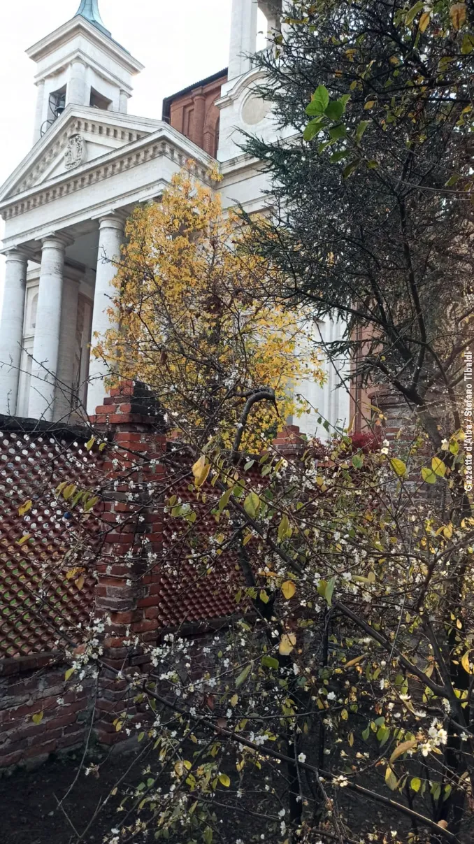 Bra / Al santuario della Madonna dei fiori è sbocciato il pruneto 1