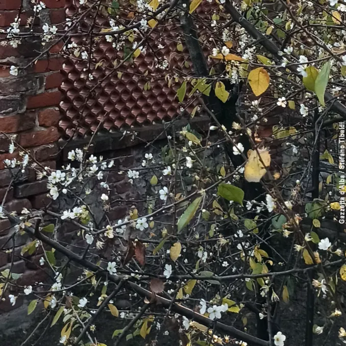 Bra / Al santuario della Madonna dei fiori è sbocciato il pruneto 2