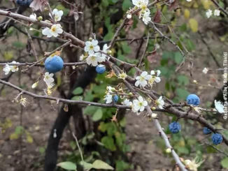 Bra / Al santuario della Madonna dei fiori è sbocciato il pruneto 3