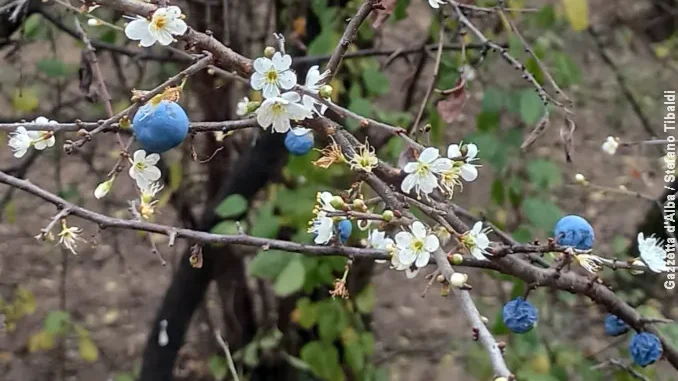 Bra / Al santuario della Madonna dei fiori è sbocciato il pruneto 3