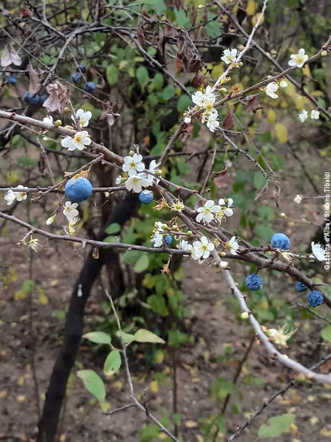 Bra / Al santuario della Madonna dei fiori è sbocciato il pruneto 3