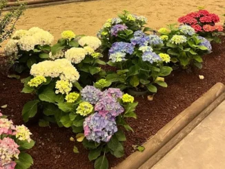 Il verde che unisce: ad Alba e Monforte giornate dedicate alla bellezza, all’inclusione e allo sviluppo dei territori