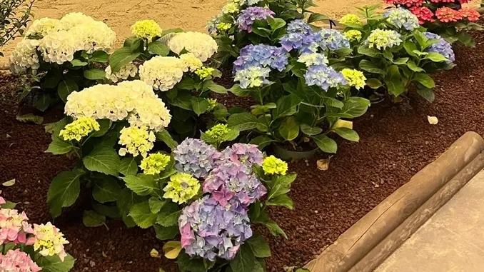 Il verde che unisce: ad Alba e Monforte giornate dedicate alla bellezza, all’inclusione e allo sviluppo dei territori