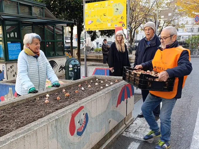 Messer tulipano consegna i bulbi ad Alba. Appuntamento domani, venerdì 14 novembre