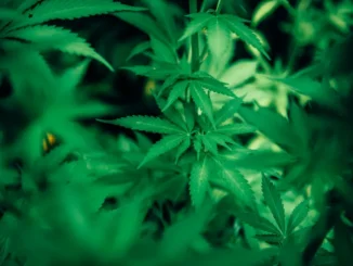 Picchiano il custode di una cascina a Vignolo per rubare cannabis light