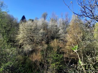 Consumo di suolo e tutela del verde: le iniziative sul territorio albese e le domande della comunità Laudato si'