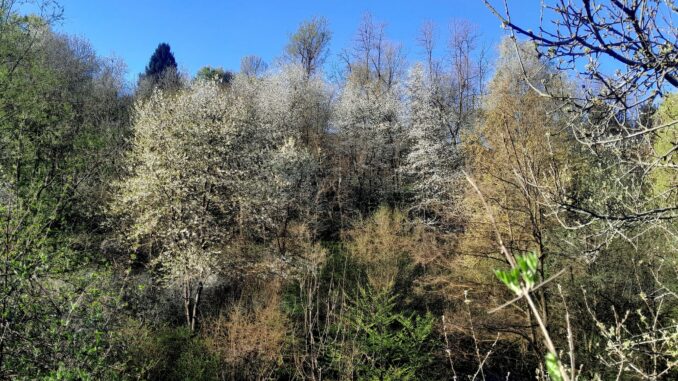 Consumo di suolo e tutela del verde: le iniziative sul territorio albese e le domande della comunit&agrave; Laudato si'