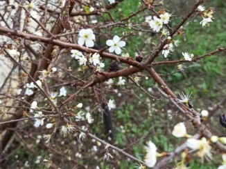 La festa dell’apparizione della Madonna dei fiori di Bra