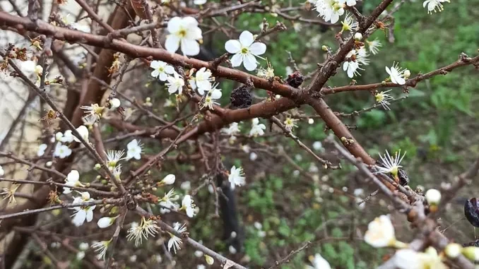 La festa dell&rsquo;apparizione della Madonna dei fiori di Bra