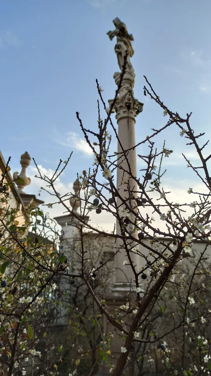 La festa dell’apparizione della Madonna dei fiori di Bra 1