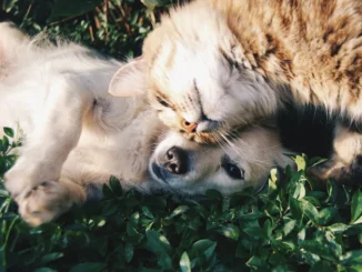 Amici a 4 zampre / Mantenere un cane o un gatto costa il 22% in più rispetto al 2019