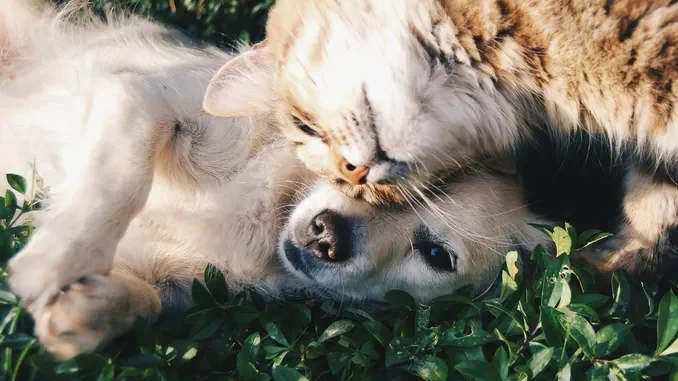 Amici a 4 zampre / Mantenere un cane o un gatto costa il 22% in pi&ugrave; rispetto al 2019