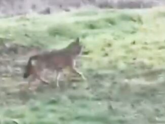 Avvistato questa mattina un presunto lupo a Corneliano [video]