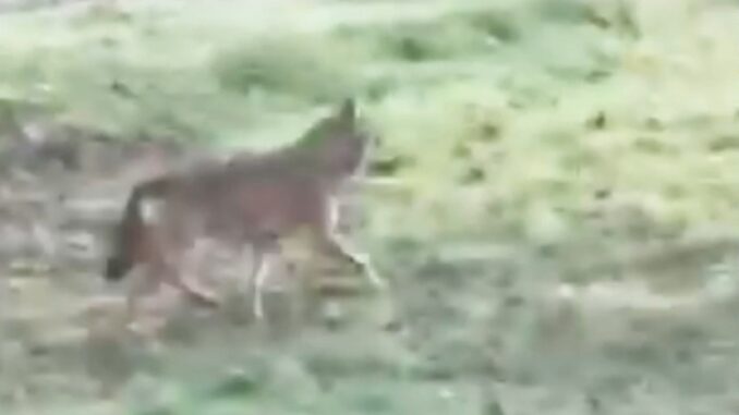 Avvistato questa mattina un presunto lupo a Corneliano [video]