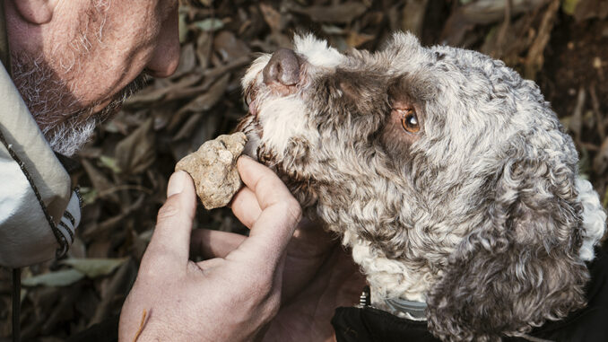 Tartufo tra sogno e realt&agrave;, Report accende i riflettori