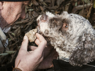 Tartufo tra sogno e realtà, Report accende i riflettori