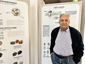 Il bilancio di Antonio Degiacomi: «Questo è un buon mese: trifole meno care ma di qualità»