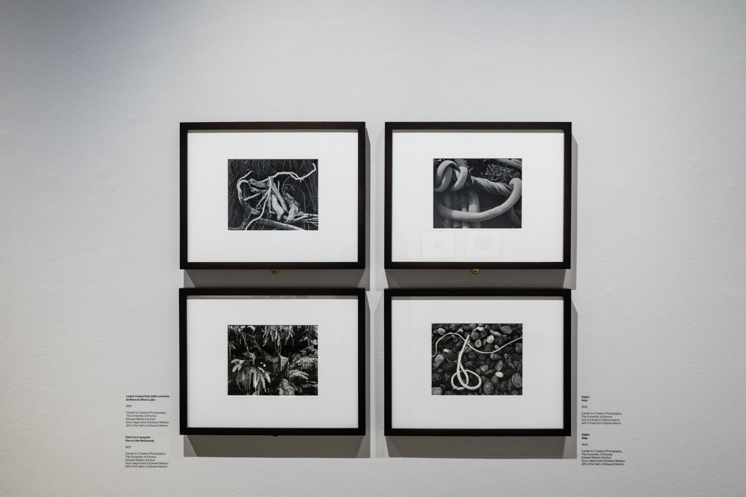 La rivoluzione dello sguardo: Edward Weston a Torino 5