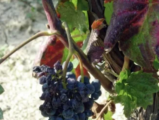 Strategie di difesa da flavescenza e tignola della vite: oggi un convegno a Dogliani