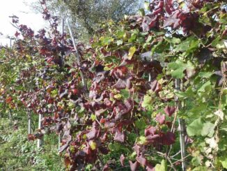 Flavescenza stabile ma fragile, cresce la tignoletta