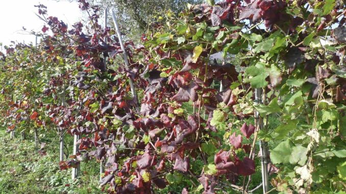 Flavescenza stabile ma fragile, cresce la tignoletta