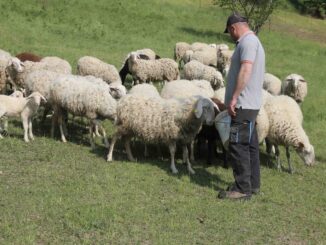 Risarcimenti predazioni: domande entro il 27 febbraio, conta l&rsquo;ordine
