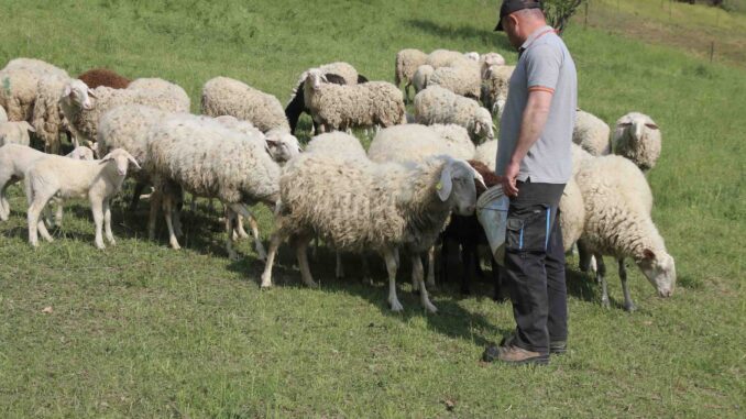 Risarcimenti predazioni: domande entro il 27 febbraio, conta l&rsquo;ordine