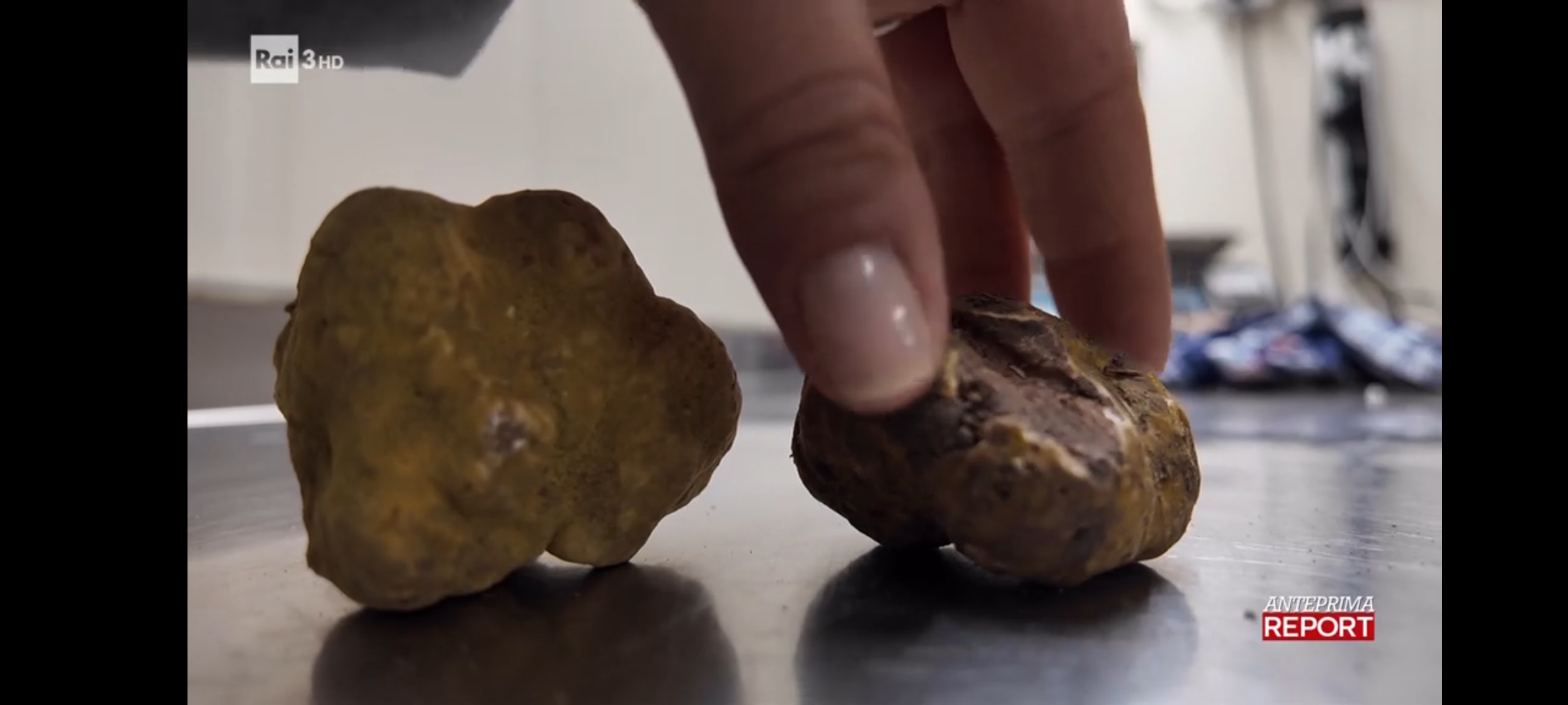 Da dove arriva il tartufo venduto ad Alba? L'indagine di Report <p data-wpview-marker=