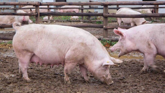 Suinicoltura, contributi fino al 60% in Piemonte