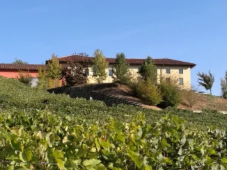 Anche il Corso di laurea in viticoltura ed enologia sarà al Vinitaly