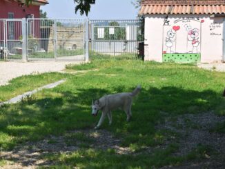 Alba rilancia il canile con una gestione condivisa