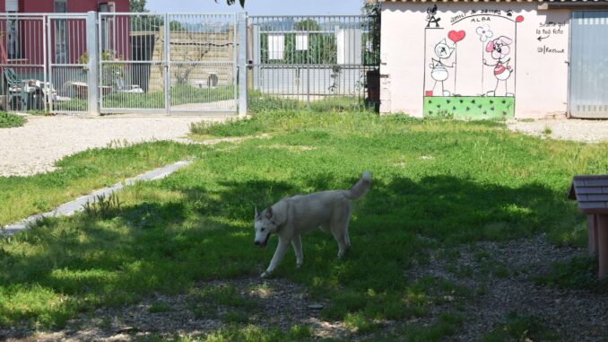 Alba rilancia il canile con una gestione condivisa