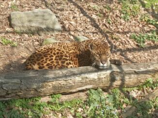 La Regina del Parco safari di Murazzano ha festeggiato un record: 24 anni