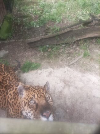 La Regina del Parco safari di Murazzano ha festeggiato un record: 24 anni 1