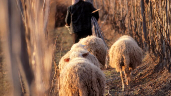 Storia, cultura e tr